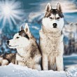Siberische husky's